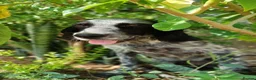 English Setter dogs for adoption: LACIE - Advert 1