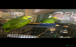Parrots birds for sale: Two Amazon parrots - Image 4