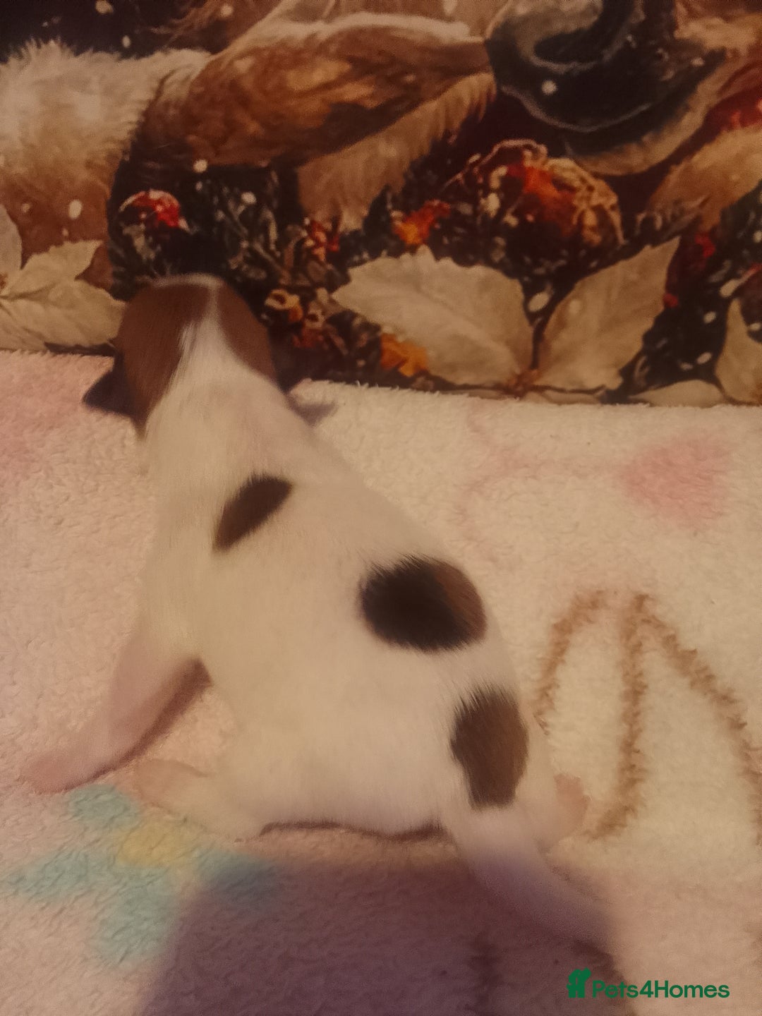 Jack Russell dogs for sale: Jack Russell 5 boy's - Advert 8