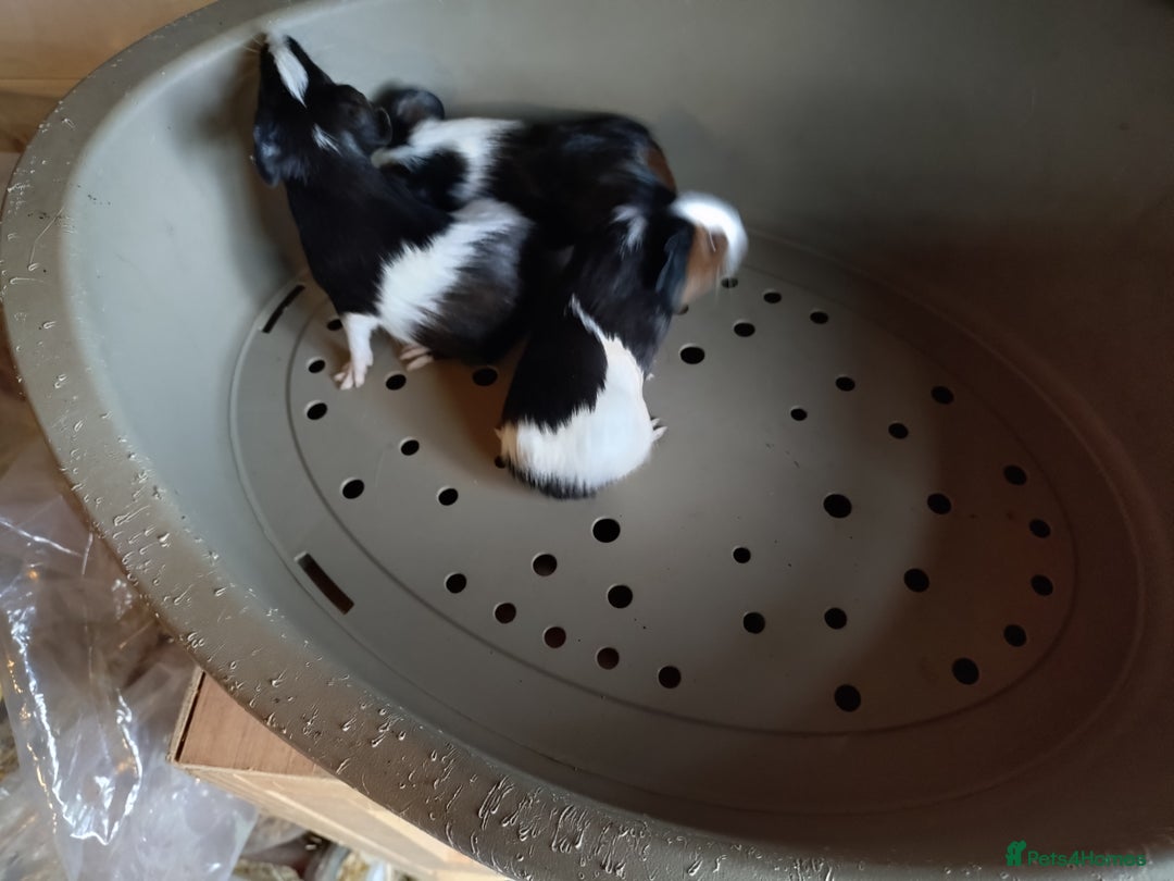 Guinea Pig rodents for sale: Baby males and females guinea pigs  - Image 4
