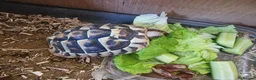 Tortoise reptiles for sale: Hermanns Tortoise  in Canterbury - Advert 6