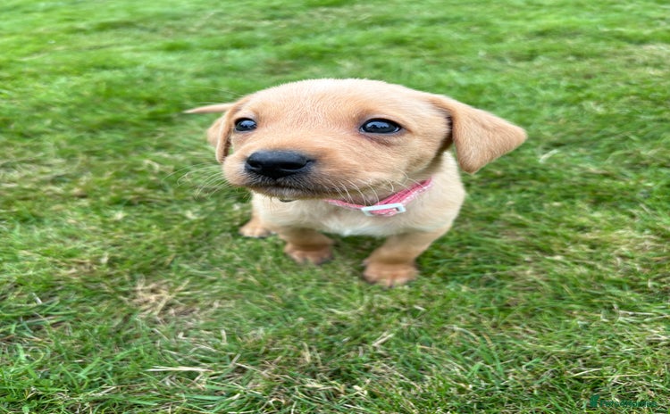 Labrador Retriever dogs - Advert 4