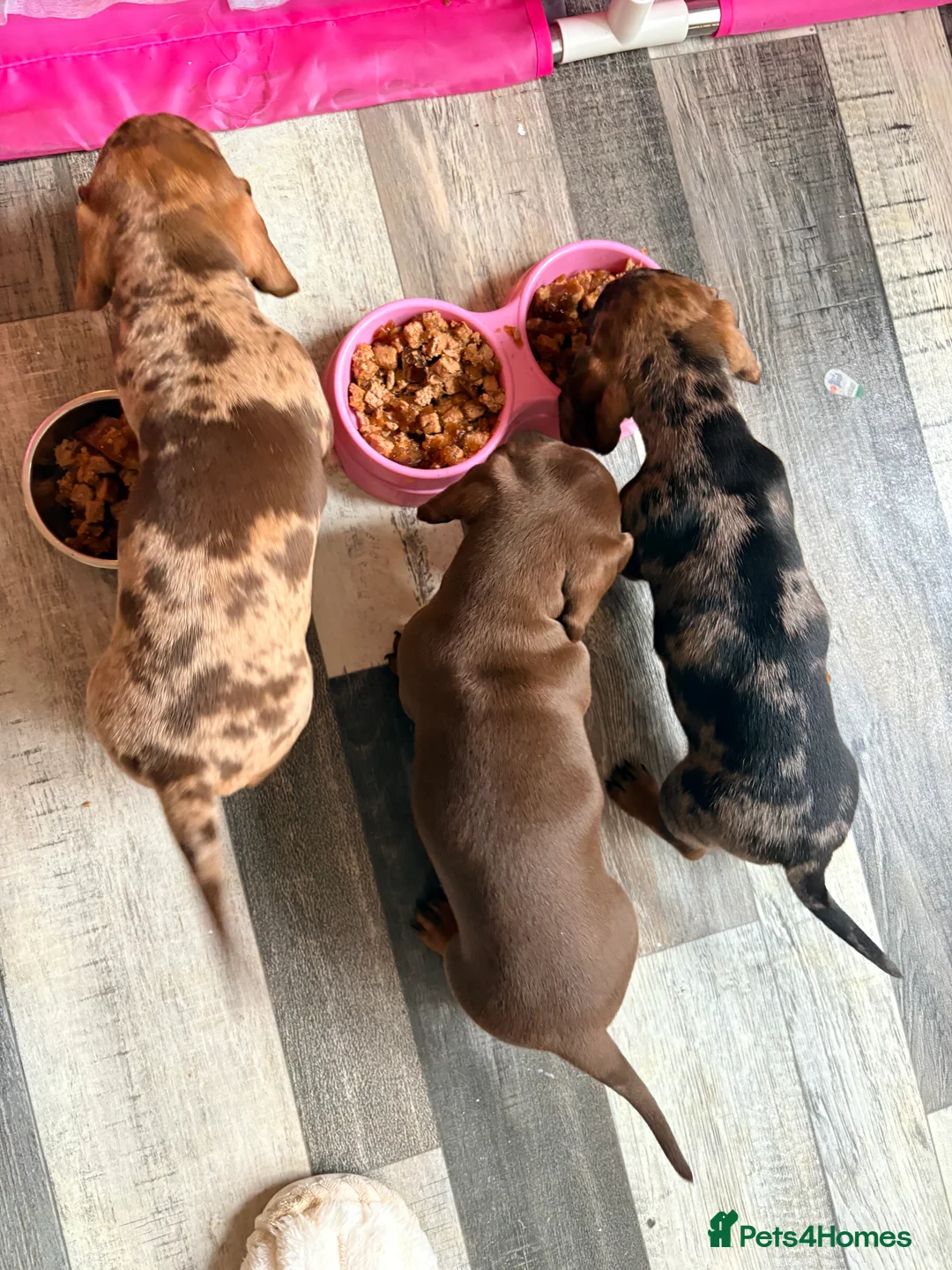 Dachshund dogs for sale: Dachshund adorable male Trio - Advert 7