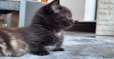 Munchkin cats - Advert 12