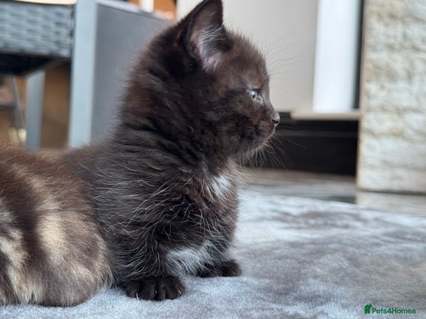 Munchkin cats - Advert 2