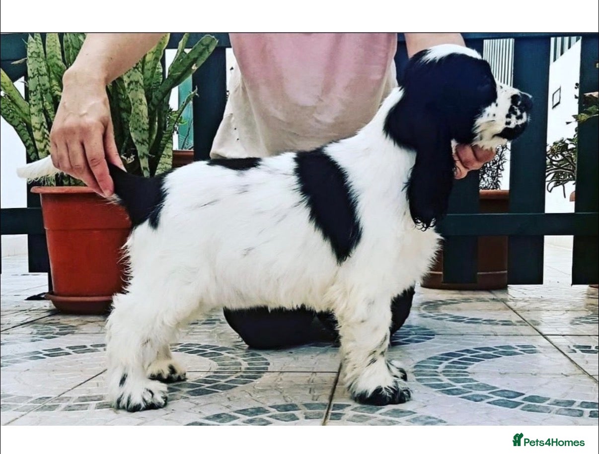 Cocker Spaniel dogs Last SHOW quality girl  - Advert 15