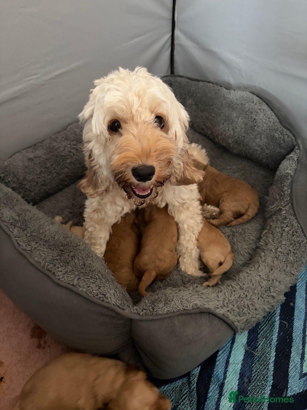Cockapoo dogs for sale: Adorable Cockapoo Puppies - Image 12
