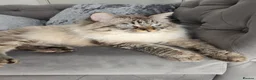 Siberian cats for sale: 🤩Champion bloodlines neva masquerade siberians🤩 - Advert 10