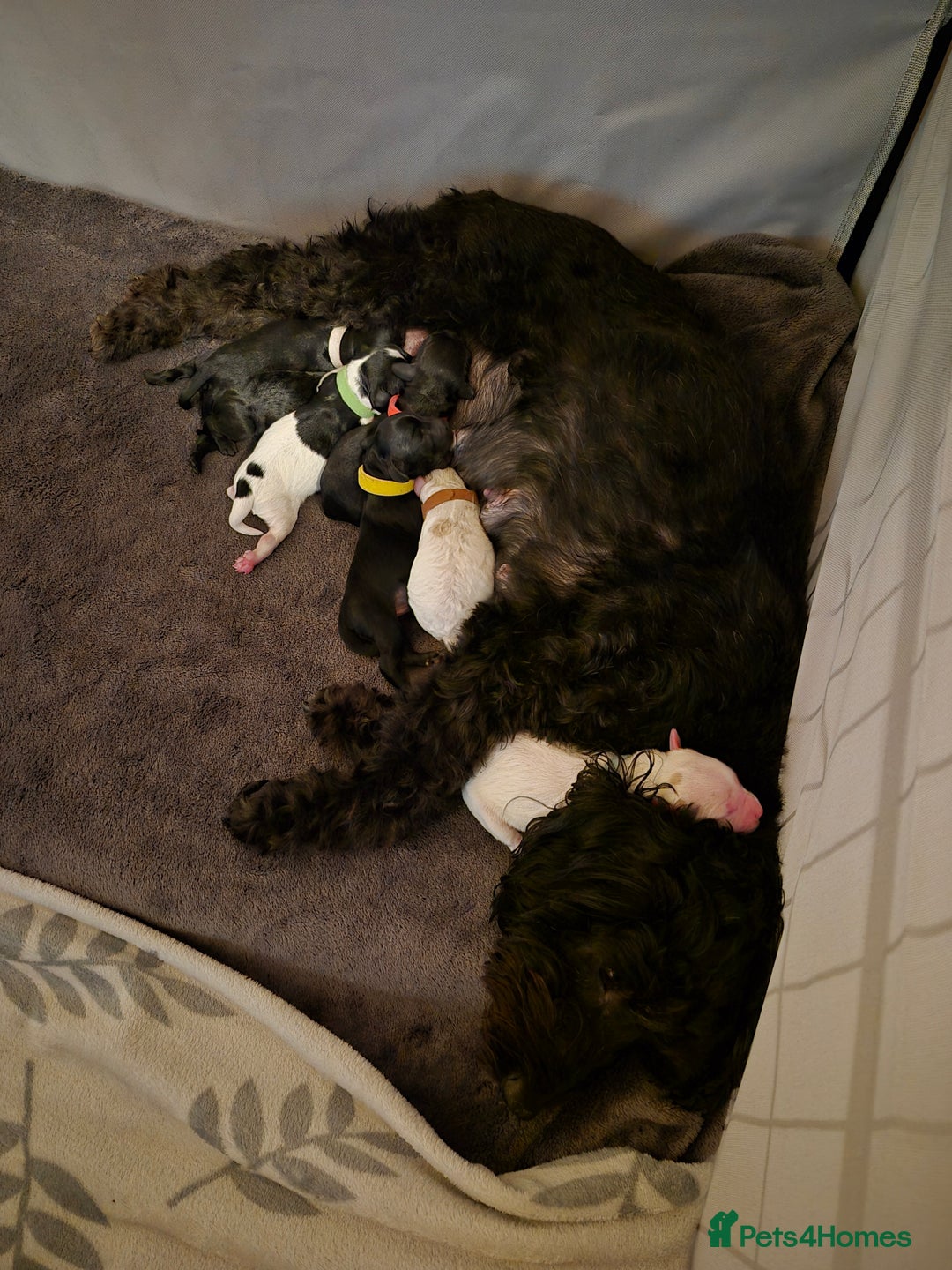 Mixed Breed dogs for sale: Gorgeous pup's for sale - Advert 5