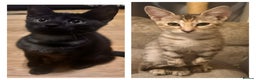 Savannah cats for sale: F4 Savannah kittens  - Advert 13