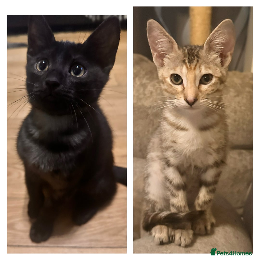 Savannah cats for sale: F4 Savannah kittens  - Advert 13