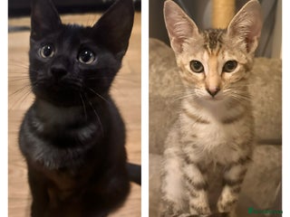 Savannah cats F4 Savannah kittens - Advert 2