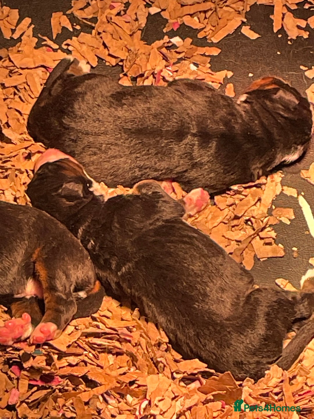 Bernese Mountain Dog dogs for sale: Boys and girls available.  - Image 12