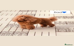 Cavapoo dogs for sale: 🐾red F1 Cavapoo puppies🐾  - Image 9