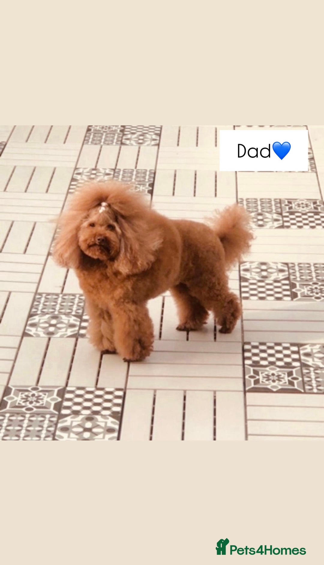 Cavapoo dogs for sale: 🐾red F1 Cavapoo puppies🐾  - Image 9