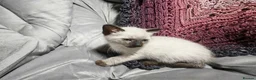 Mixed Breed cats for sale: Wonderful blue-eyed little ones. - Advert 9