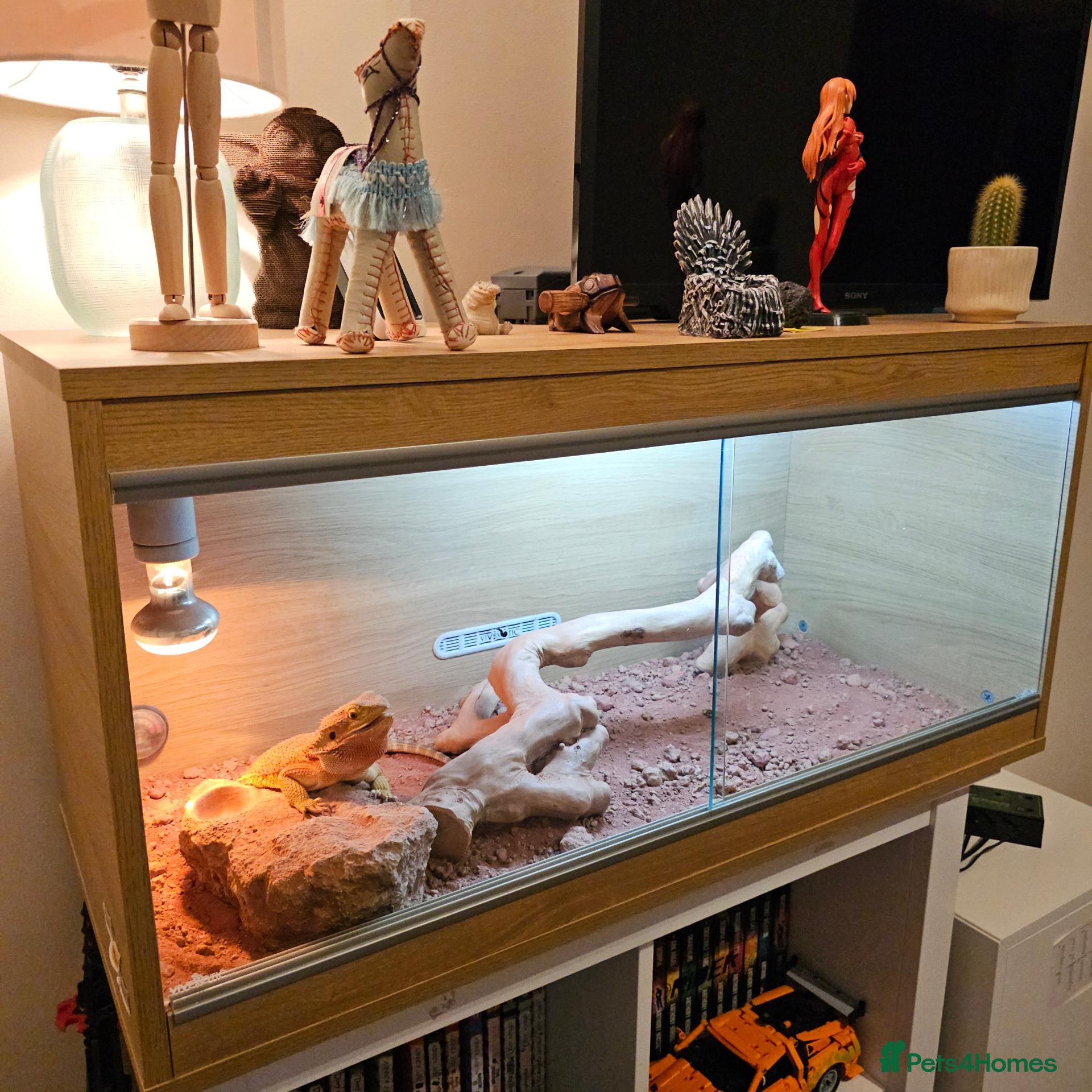 Bearded Dragon reptiles Bearded Dragon with Complete Vivarium Setup - Advert 1