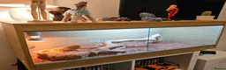 Bearded Dragon reptiles for sale: Bearded Dragon with Complete Vivarium Setup in Barnet - Advert 1