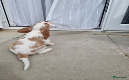 Cavalier King Charles Spaniel dogs for sale: Beautiful Blenheim puppies  - Image 11