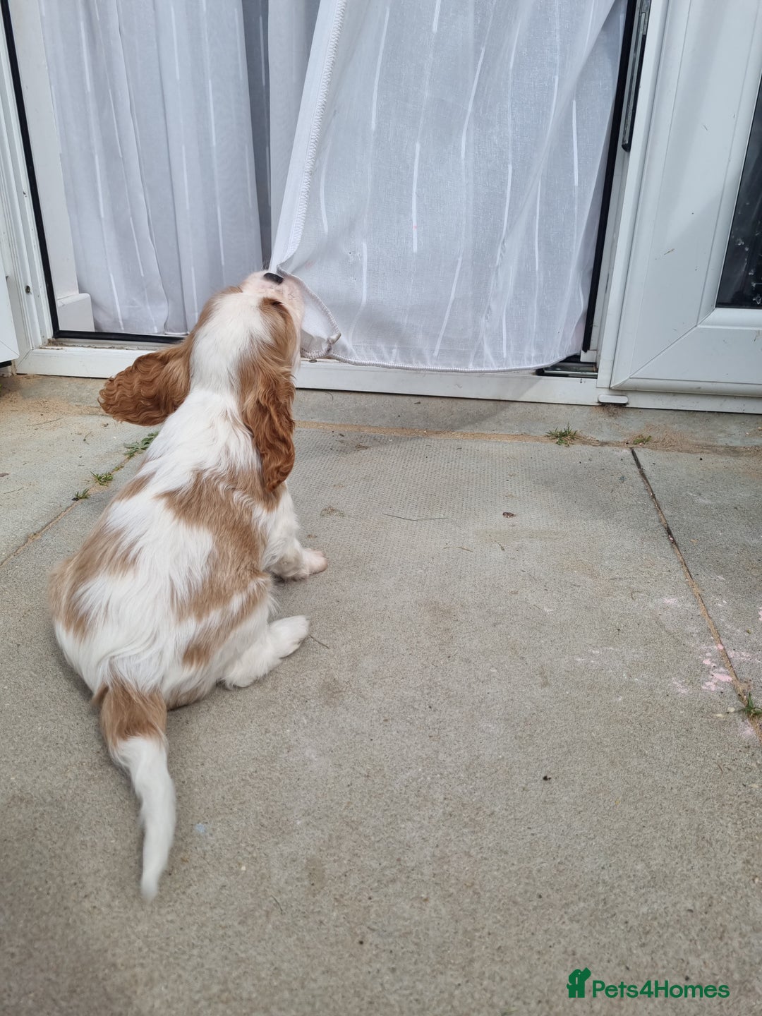Cavalier King Charles Spaniel dogs for sale: Beautiful Blenheim puppies  - Image 11