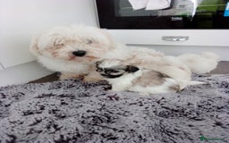 Mixed Breed dogs for sale: Maltese X Lhasa apso  - Image 14