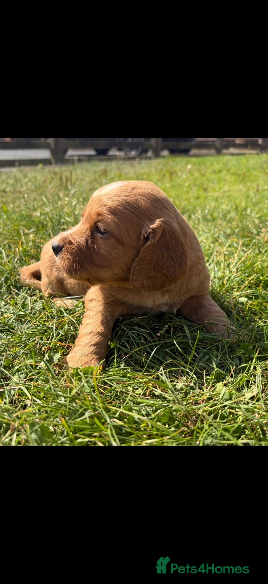 Cocker Spaniel dogs 4 stunning cocker spaniel puppies for sale❤️🏡🤩 - Advert 2
