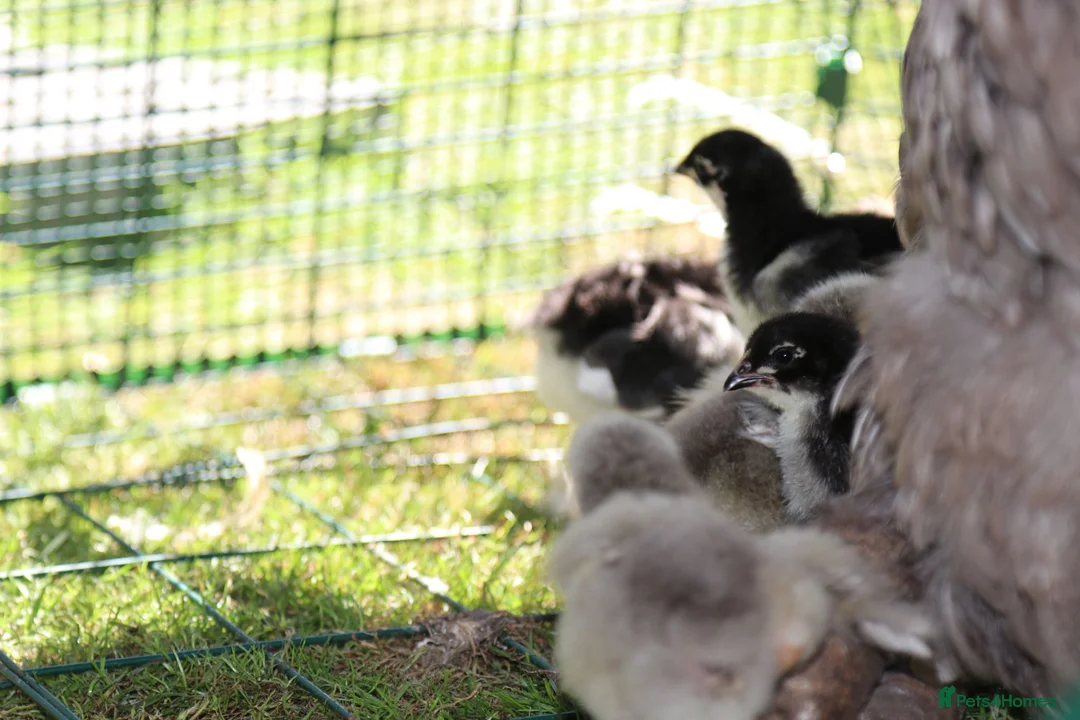 Chickens poultry for sale: Jersey Giants Chickens - Advert 2