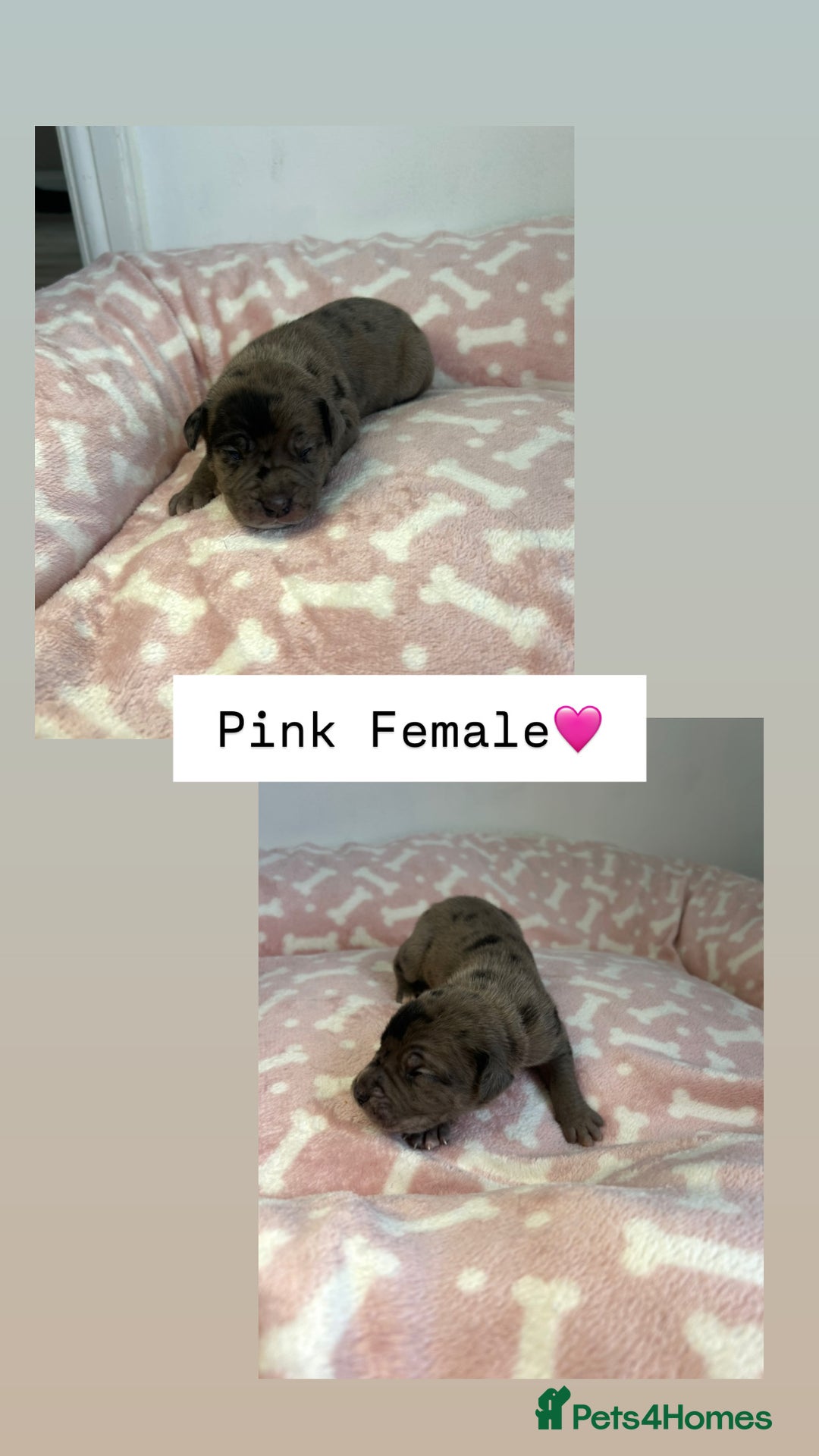 Mixed Breed dogs for sale: Stunning mastiff pups🐾 - Image 9