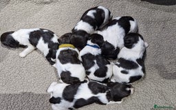 Sproodle dogs for sale: F1 Parti Sproodles 💥 REDUCED 💥 LAST TWO MALES 💥 in Kidderminster - Image 16