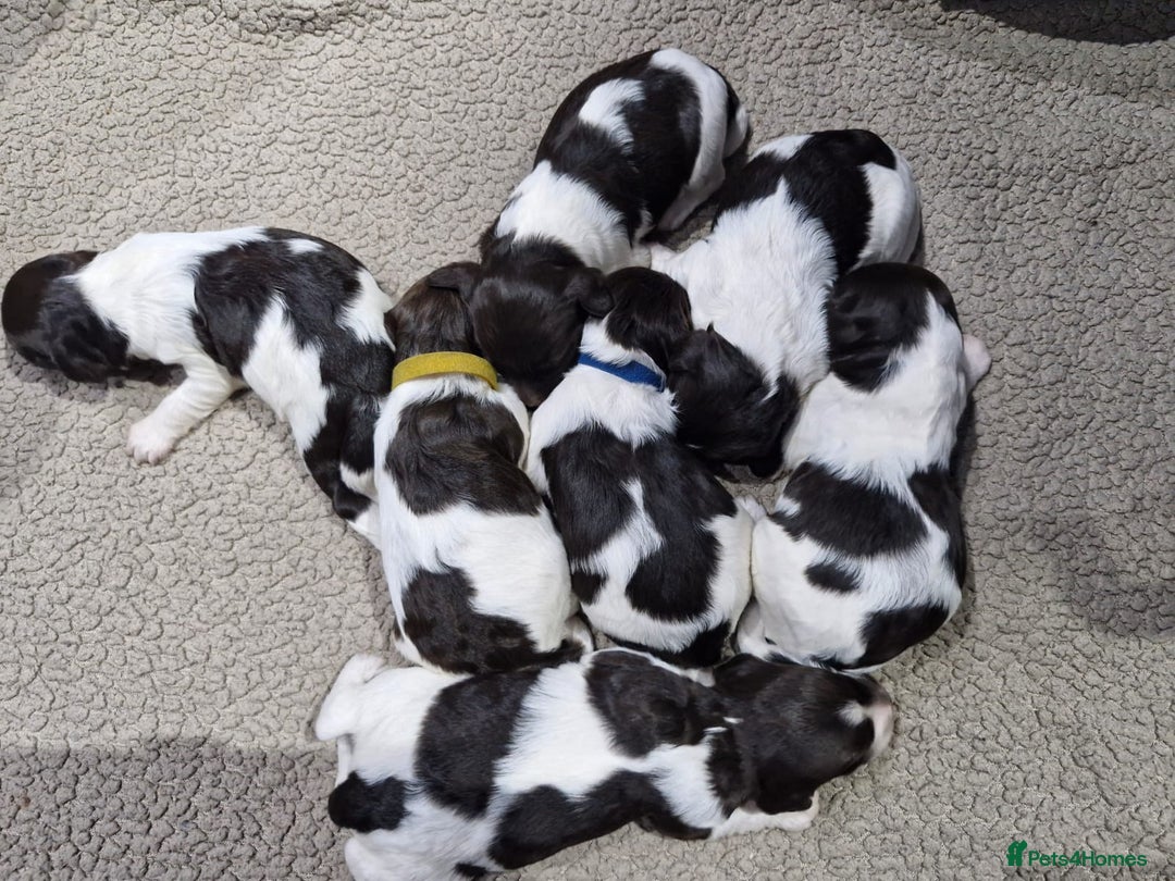 Sproodle dogs for sale: F1 Parti Sproodles 💥 REDUCED 💥 LAST TWO MALES 💥 in Kidderminster - Image 16