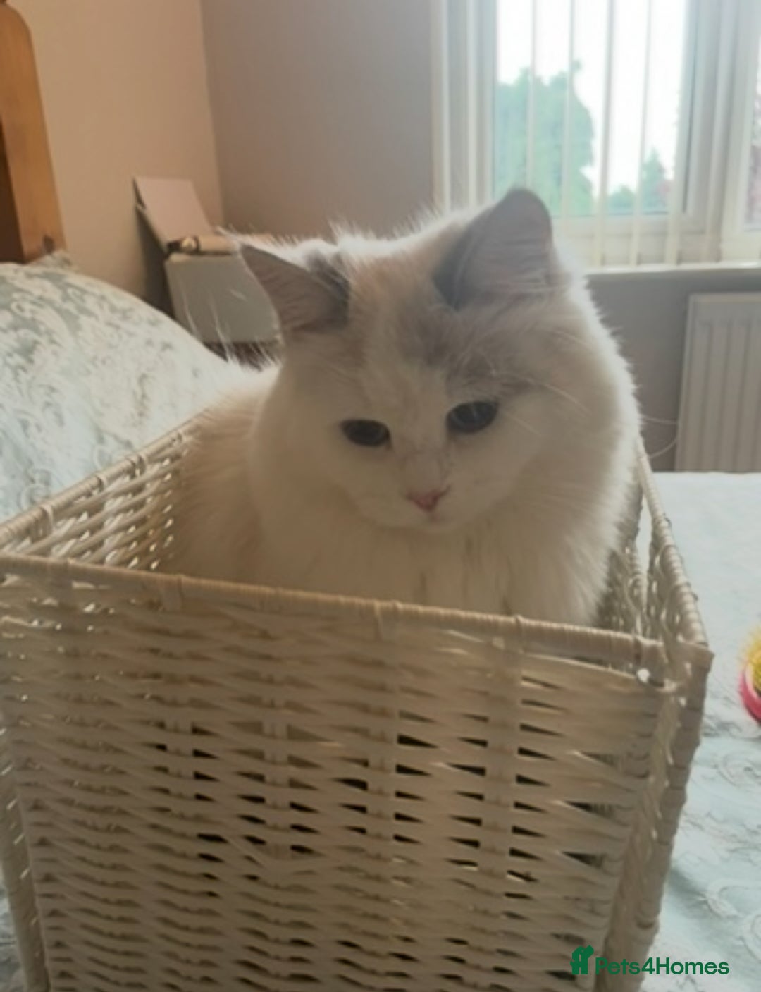 Siberian cats for sale: “Cat share” 3 GCCF Neva Masquerade Siberian cats  - Advert 7