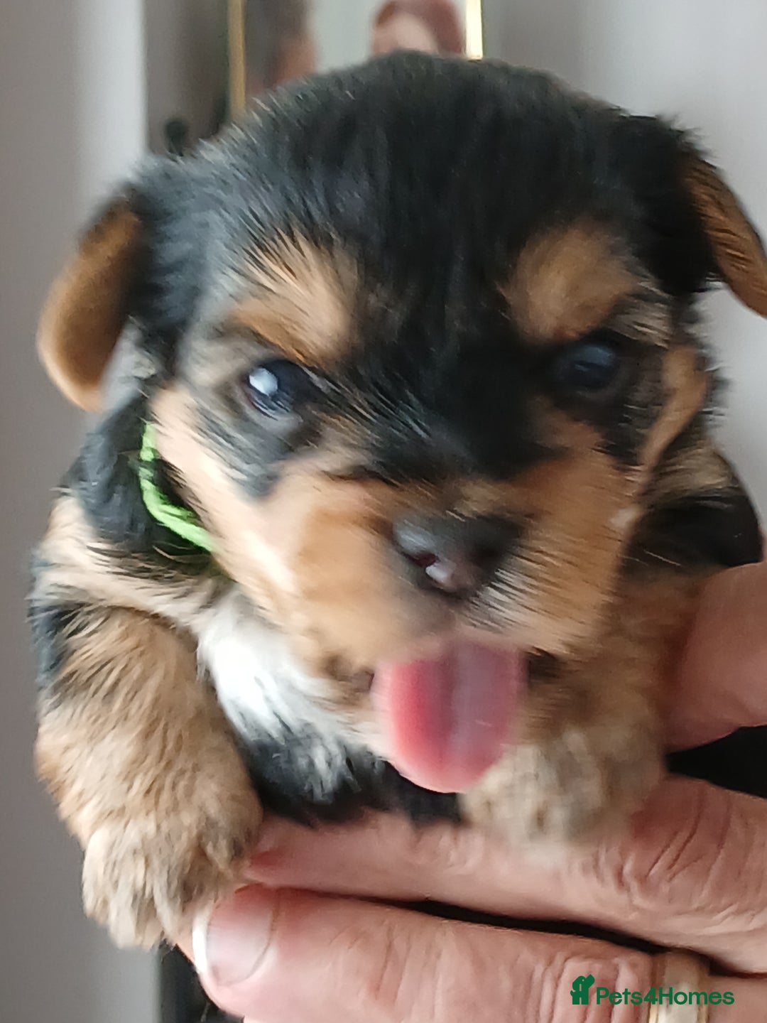Yorkshire Terrier dogs for sale: Yorkshire Terrier Puppies 3 Boys 1 Girl - Image 4