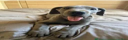 Great Dane dogs for sale: Blue Great Dane puppies  - Advert 3