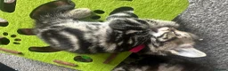 Bengal cats for sale: Maine Coon and Bengal cross kittens - Advert 11