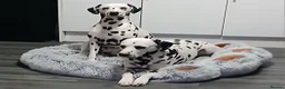 Dalmatian dogs for stud: Dalmatian for stud in Dunfermline - Advert 2