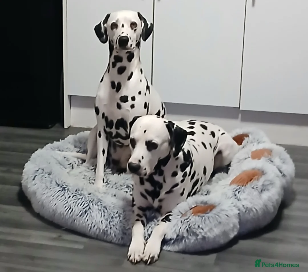 Dalmatian dogs for stud: Dalmatian for stud in Dunfermline - Advert 2