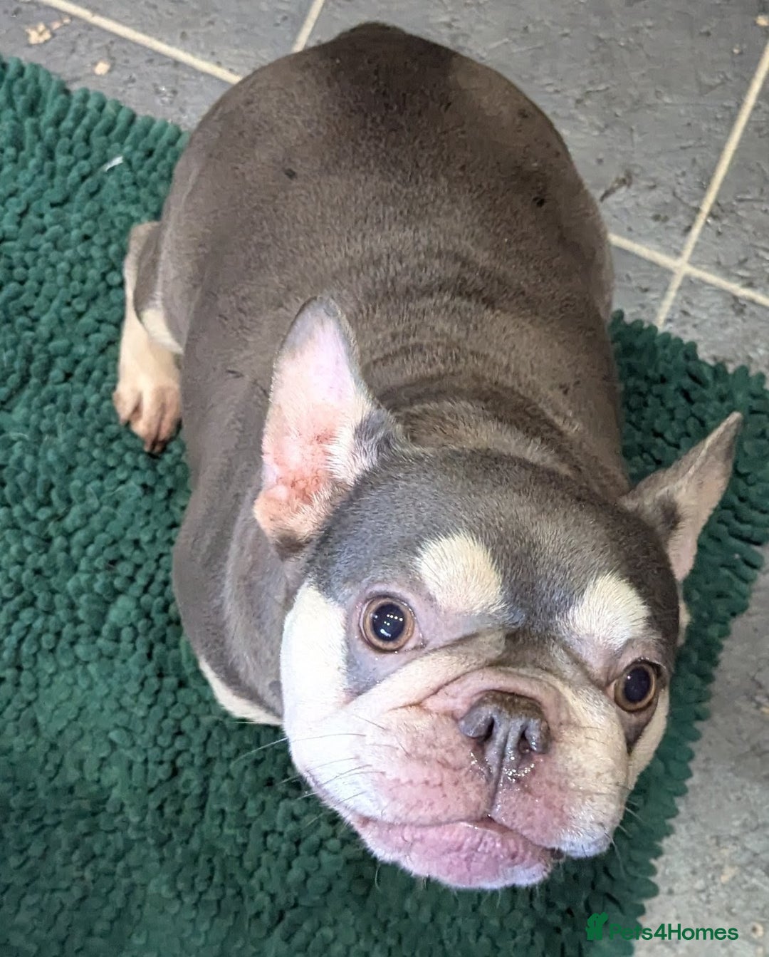 French Bulldog dogs for sale: Adult female lilac and tan french bulldog for sale - Image 3