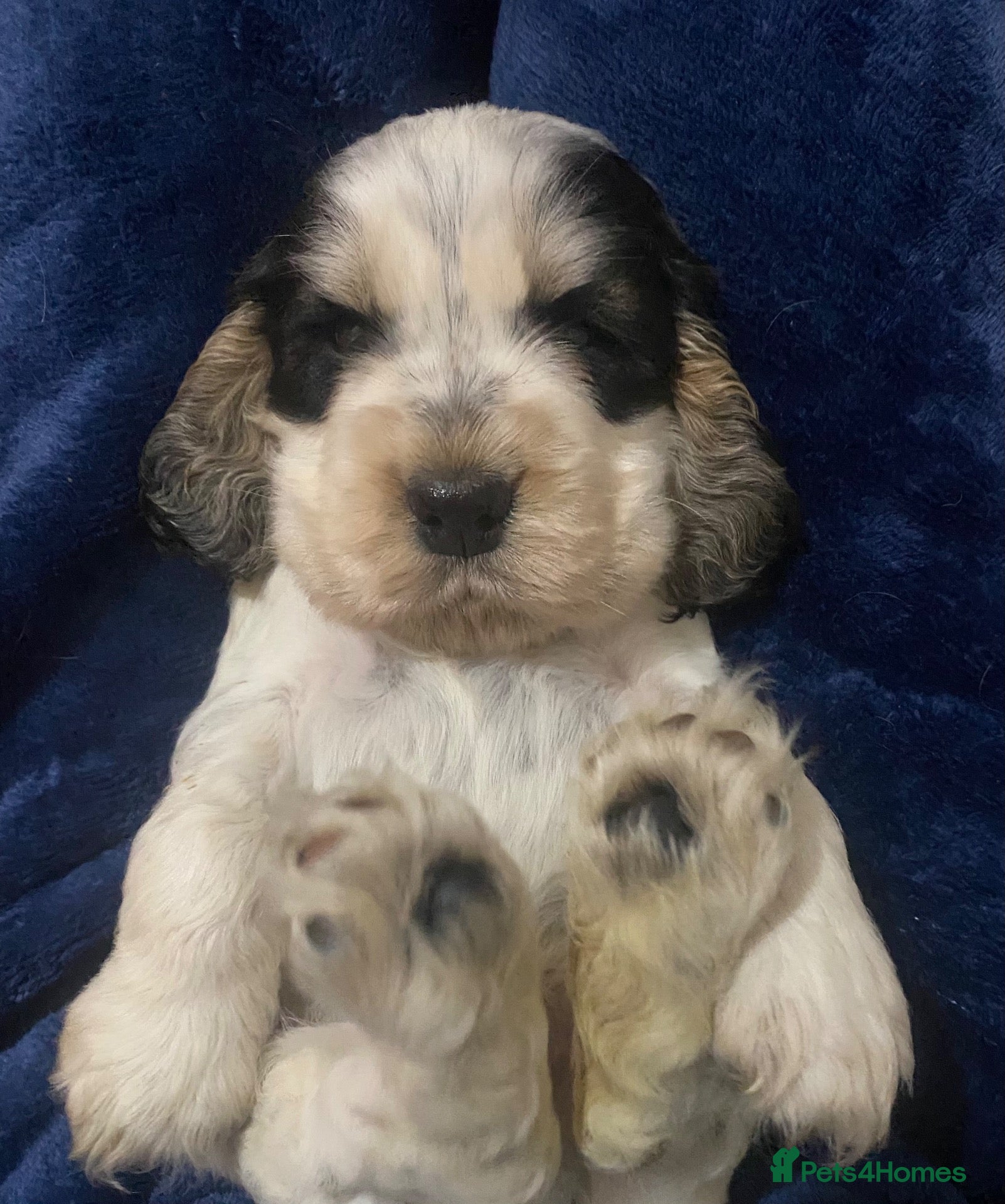 Cocker Spaniel dogs Sable Show Type Cocker Spaniel Puppies - Advert 1