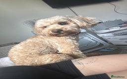 Cockapoo dogs for sale: Male 2 year old cockapoo  - Image 1