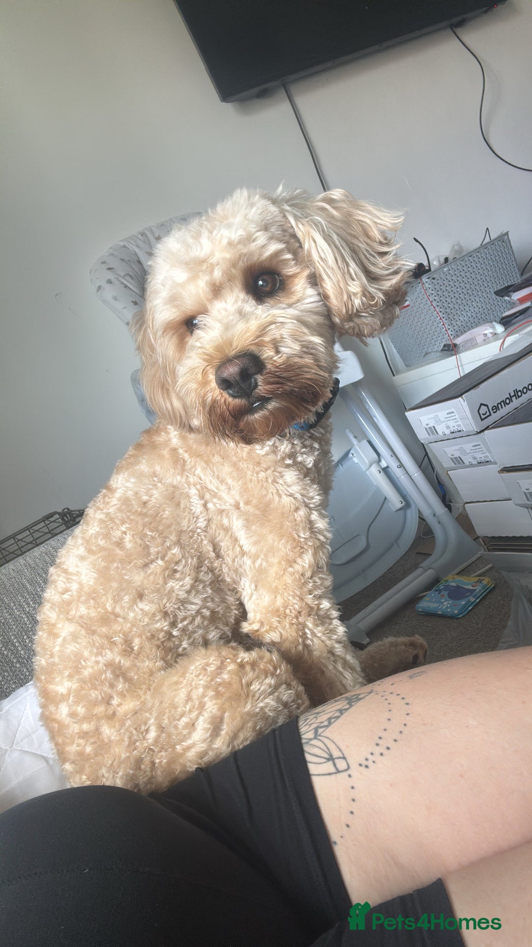 Cockapoo dogs for sale: Male 2 year old cockapoo  - Image 1