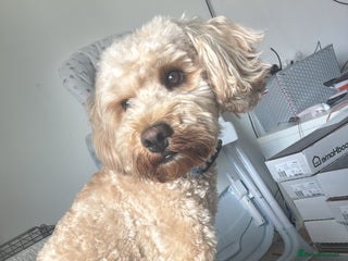 Cockapoo dogs - Advert 25