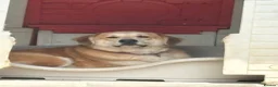 Mixed Breed dogs for adoption: Gertie - Norwich Norfolk  - Advert 3