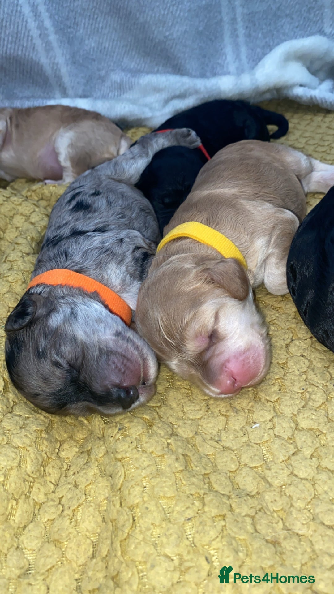 Cockapoo dogs for sale: Stunning Cockapoos - Image 1