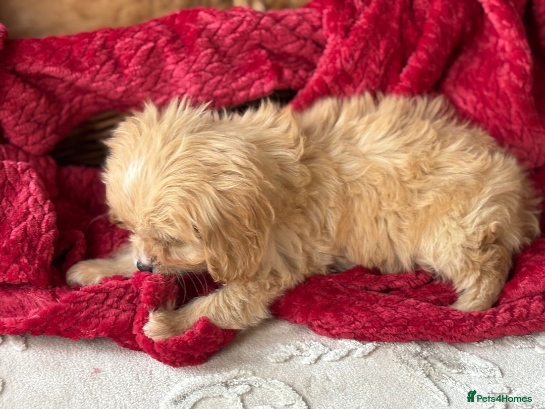Cavapoo dogs for sale: Beautiful cavapoos ready now - Advert 20