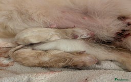 Pomeranian dogs for sale: Beautiful pure Pomeranians tiny babys - Advert 13