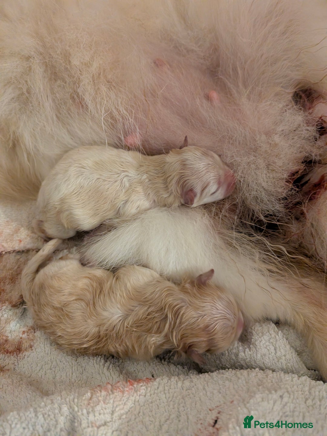 Pomeranian dogs for sale: Beautiful pure Pomeranians tiny babys - Advert 13