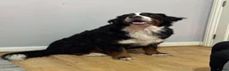Bernese Mountain Dog dogs for sale: Lovely Bernese Mountain Male Puppy - Advert 6