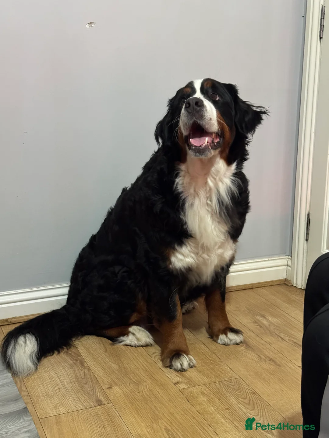 Bernese Mountain Dog dogs for sale: Lovely Bernese Mountain Male Puppy - Advert 6