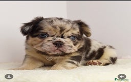 French Bulldog dogs for stud: Cupid 💘, Romeo 💘and Saint 💘for stud - Image 8