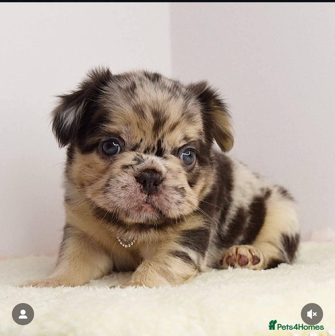 French Bulldog dogs for stud: Cupid 💘, Romeo 💘and Saint 💘for stud - Image 8